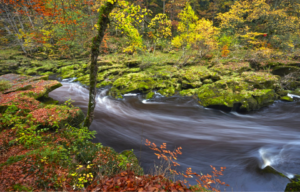 Moving river surrounded by trees with multi-colored leaves.
