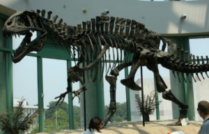 Mounted skeleton of Acrocanthosaurus specimen NCSM 14345 at North Carolina Museum of Natural Sciences.