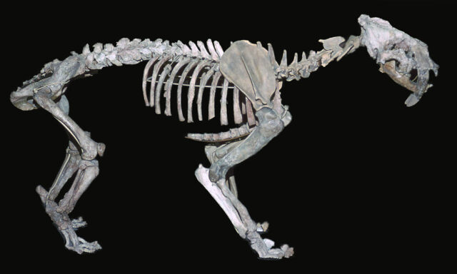 Skeleton of a saber-toothed cat.