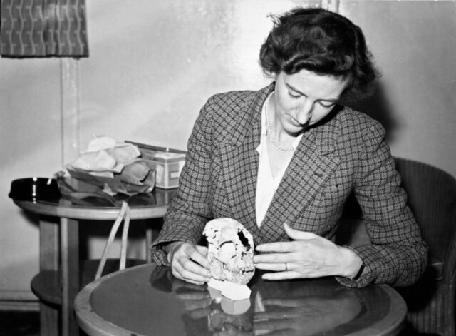 Mary Leakey sitting at a table holding a primate skull while wearing a tweed jacket.