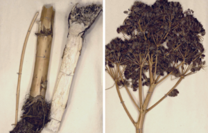 The root and the flower of the Ferula drudeana plant dried out and set on a table.