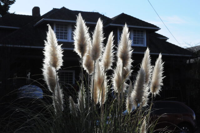 Pampas grass growing outside the front of a house