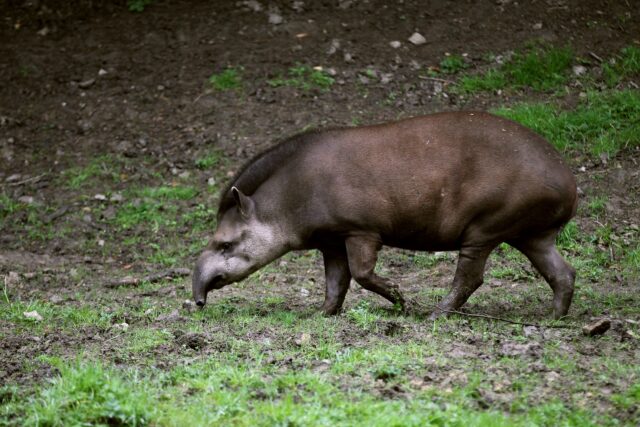 A tapir walking through the grass