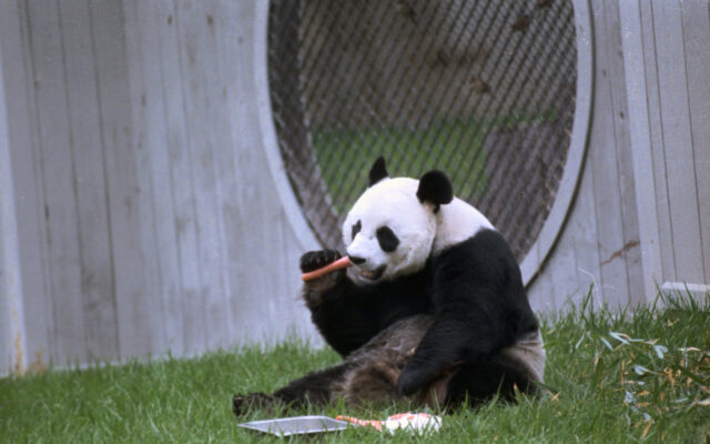 a giant panda sitting and eating a carrot.
