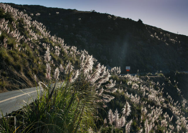 Pampas grass growing along a highway