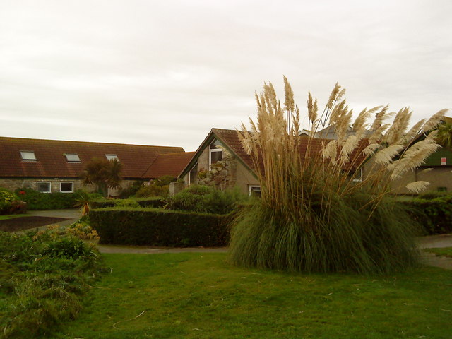 Pampas grass cluster growing alongside a house