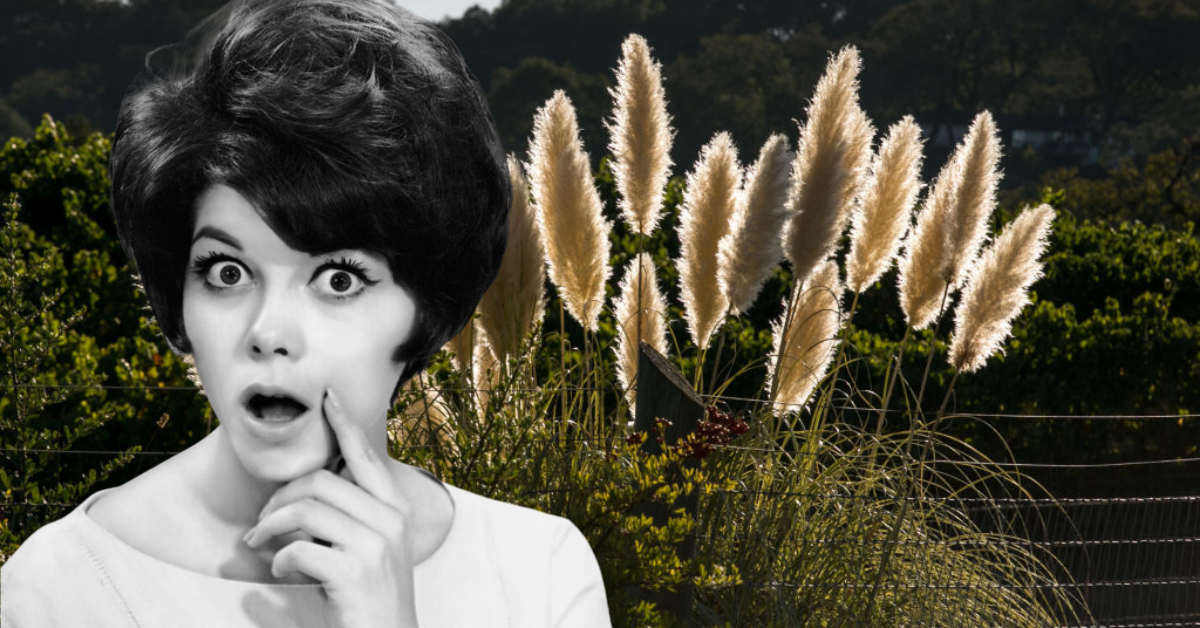 Is Pampas Grass Really a Signal to Swingers? The Vintage News