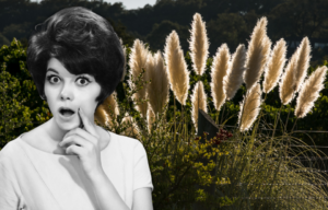 Pampas grass growing outside + Woman with a shocked expression on her face
