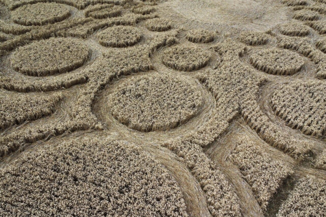 Intricate crop circles in a field.