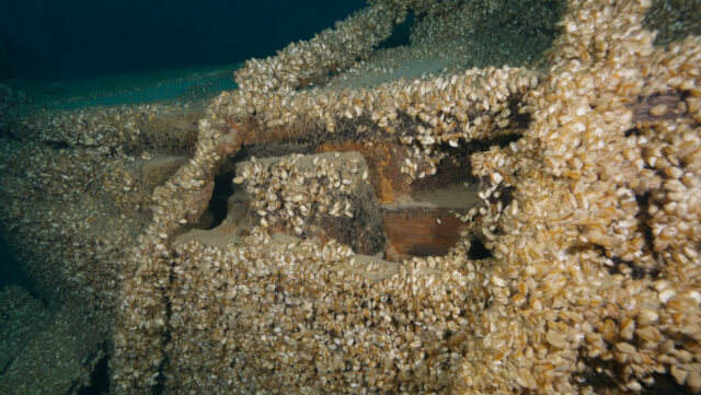 Mussels covering parts of an underwater shipwreck.