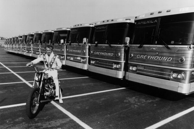 Evel Knievel sitting on his motorcycle in front of several Greyhound buses.