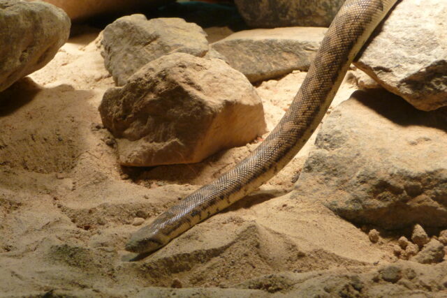 A Tartar sand boa beside rocks.