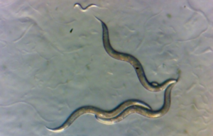 Microscopic nematodes.